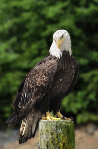 American Bald Eagle in Ketchikan Trail Hikes