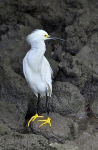 Snowy Egret in Ding Darling National Wildlife Preserve