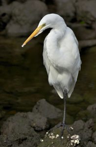 Great White Egret in Ding Darling National Wildlife Preserve