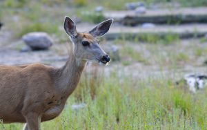 Black Tailed Deer in Rocky Mountain National Park
