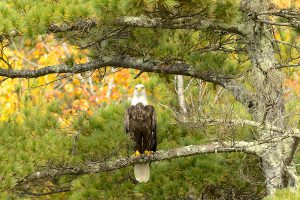 American Eagle at South Pond, ME