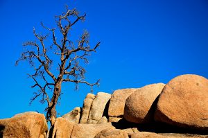 Rock Formations in Joshua Tree National Park