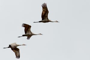 Sandhill Cranes at Goose Pond