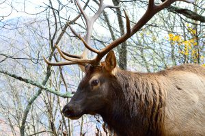 Elk in Great Smoky Mountain National Park