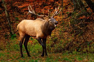 Elk in the Great Smoky Mountain National park