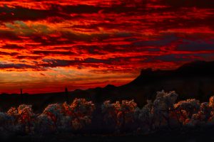 Backlit cholla cactus with a Desert Sunset, Lost Dutchman State Park, AZ