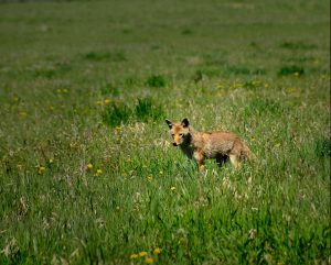 Coyote in Grand Teton National Park