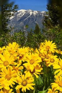 Balsm Root flowers in Grand Teton National Park.
