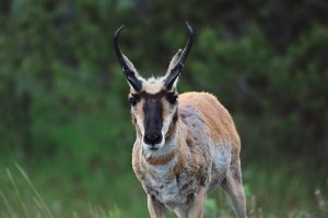 Pronghorn Antelope in Grand Teton National Park