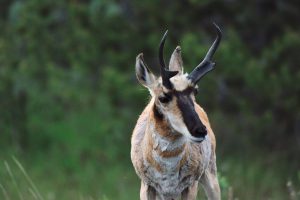 Pronghorn Antelope in Grand Teton National Park