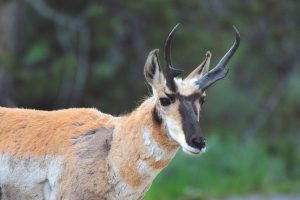 Pronghorn Antelope in Grand Teton National Park