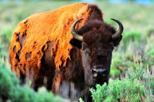 Bison in Grand Teton National Park