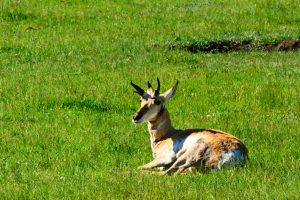 Pronghorn Antelope in Yellowstone National Park