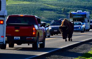 Bison stopping traffic in Yellowstone National Park