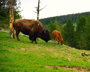 Bison with Calf in Yellowstone National Park
