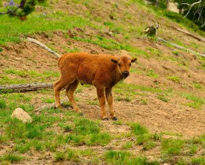 Bison Calf in Yellowstone National Park