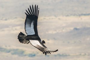 Andean Condor in Patagonia
