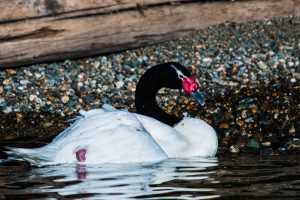 Black Necked Swan. A wild bird we found on Lago General Carrera that was all bound up with another bird in fishing line. We rescued the birds and cut them free of the line and a fishing lure that was stuck to one of their legs.