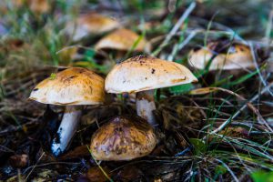 Patagonia mushrooms
