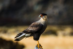Caracara in Patagonia. A raptor related to our falcon.