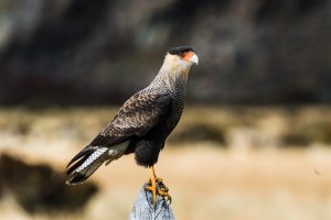 Caracara bird in Patagonia