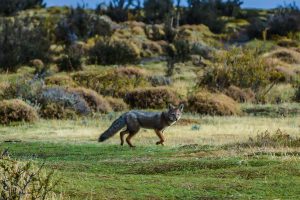 Grey Fox in Patagonia