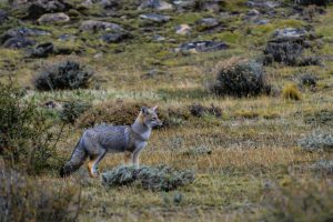Red Fox in Patagonia