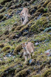 South American Puma in Torres Del Paine National Park Patagonia