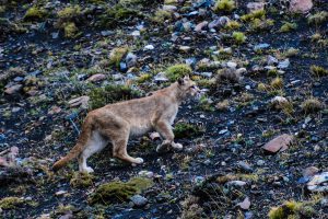 South American Puma in Torres Del Paine National Park Patagonia