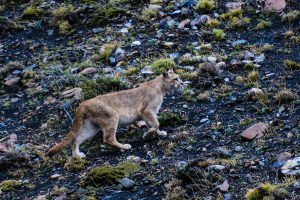 Puma in Patagonia