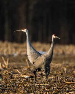 Sandhill Cranes
