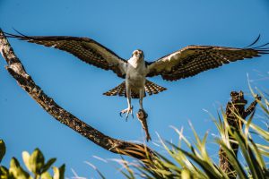 Osprey with a fish.