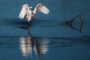Snowy Egret