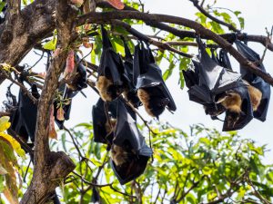 A few Fruit Bats or "Flying Foxes" as they call them hanging around outside our hotel room in Cairns, AU.