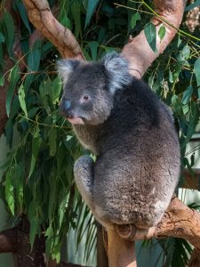 Koala Bear in Sydney Australia