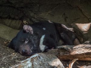 Tasmanian devil in Sydney Australia