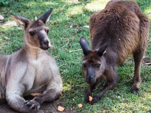 Kangaroos in Sydney Australia