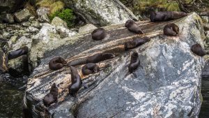 seals in Milford Sound, New Zealand