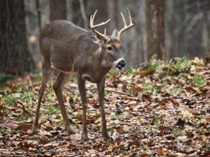Young White Tailed Deer buck