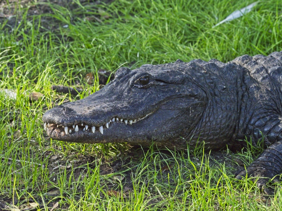 Alligator resting peacefully