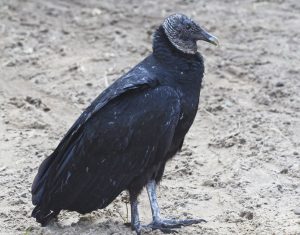 Black Vulture