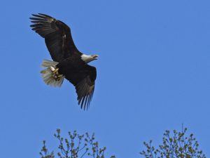 Bald Eagle with fish in talons
