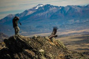 Andean Condor in Patagonia