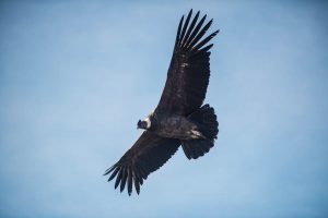 Andean Condor in Patagonia