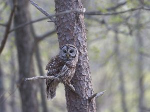 Barred Owl