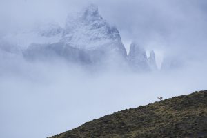 Lone Guanaco in Torres Del Paine National Park in Patagonia