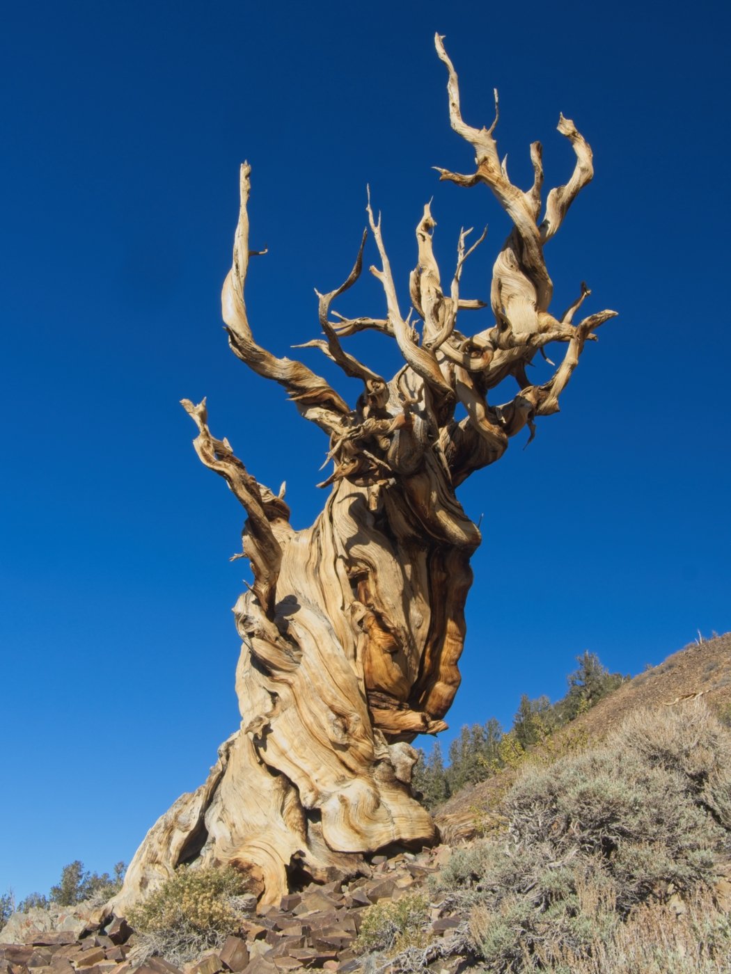 The ancient Bristlecone Pine forest is about 11,000 ft. up into the White Mountains in Eastern California. These trees are among the longest-lived life forms on Earth, some documented older than 4,800 years old. A long drive up a winding mountain road then a tough hike on the mountain side at that elevation to see these wonders who thrive in a harsh environment with poor soil conditions.
