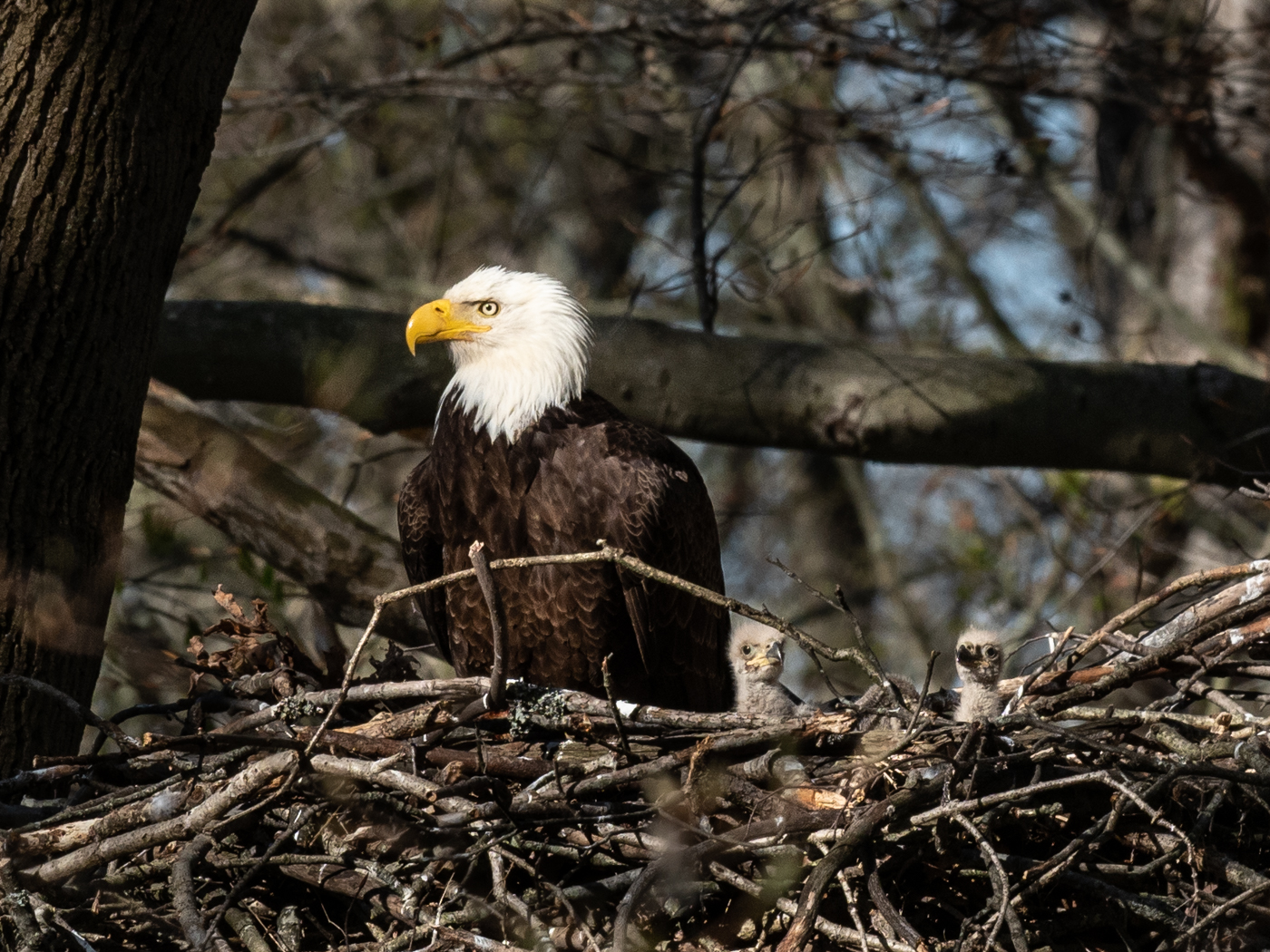 Bald Eagle in nest with baby chicks